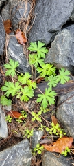 Geranium carolinianum