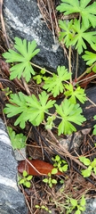Geranium carolinianum