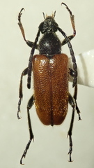Pseudovadonia livida