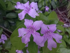 Bignonia sciuripabulum