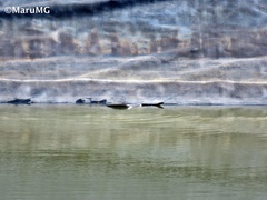 Crotalus molossus nigrescens