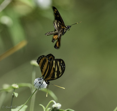 Heliconius ismenius
