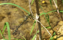 Cordulegaster trinacriae