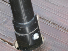 Lygodactylus capensis