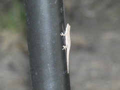 Lygodactylus capensis