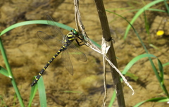 Cordulegaster trinacriae