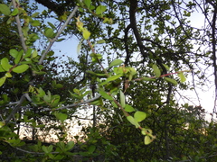 Commiphora glandulosa