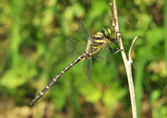 Cordulegaster trinacriae