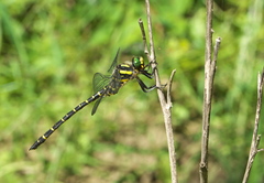 Cordulegaster trinacriae