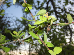 Commiphora glandulosa