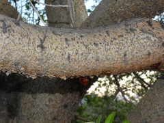 Commiphora glandulosa