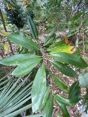 Phyllocnistis magnoliella