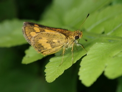 Taractrocera archias