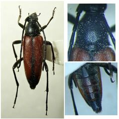 Stenurella bifasciata