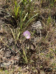Sidalcea