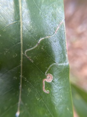 Phyllocnistis magnoliella
