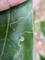 Phyllocnistis magnoliella