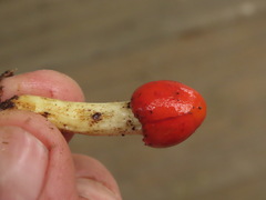Leratiomyces erythrocephalus