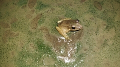 Lithobates vaillanti