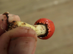 Leratiomyces erythrocephalus
