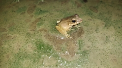 Lithobates vaillanti