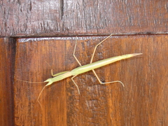 Episcopomantis chalybea