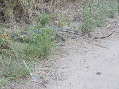 Varanus albigularis albigularis