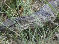 Varanus albigularis albigularis