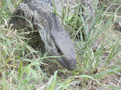 Varanus albigularis albigularis