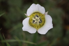 Calochortus gunnisonii