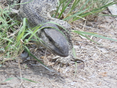Varanus albigularis albigularis