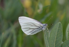 Pieris marginalis