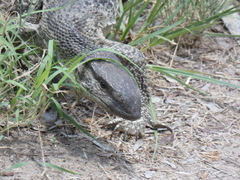 Varanus albigularis albigularis