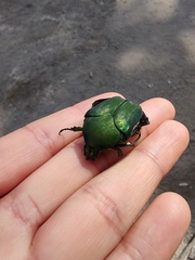 Cotinis mutabilis typica