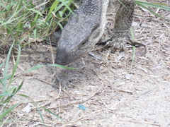 Varanus albigularis albigularis