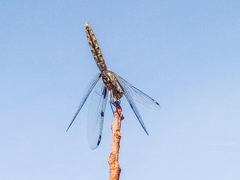 Palpopleura deceptor