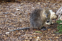 Setonix brachyurus