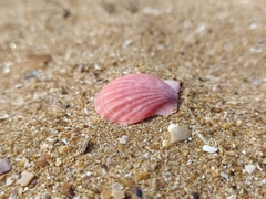 Flexopecten glaber ponticus