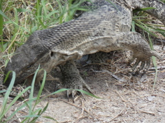 Varanus albigularis albigularis