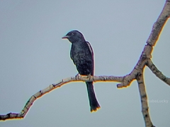 Melaenornis edolioides