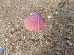 Flexopecten glaber ponticus