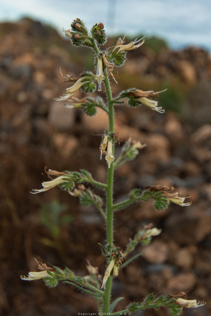 Echium triste