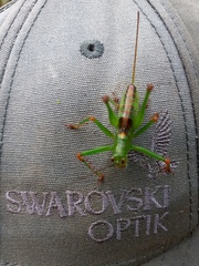Listroscelidinae