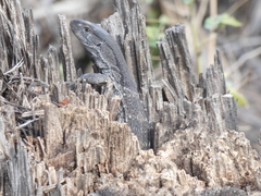 Varanus albigularis albigularis