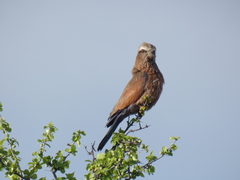 Coracias naevius mosambicus
