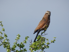 Coracias naevius mosambicus