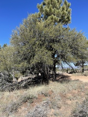 Cercocarpus ledifolius intermontanus