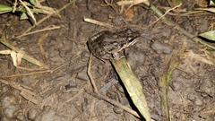 Leptodactylus fragilis