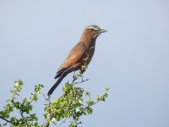Coracias naevius mosambicus