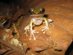 Odorrana hosii